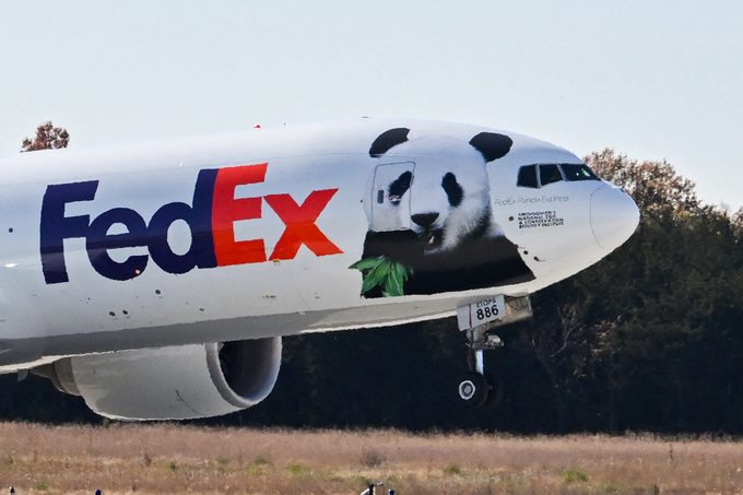 10 Things To Know About The Pandas At The National Zoo