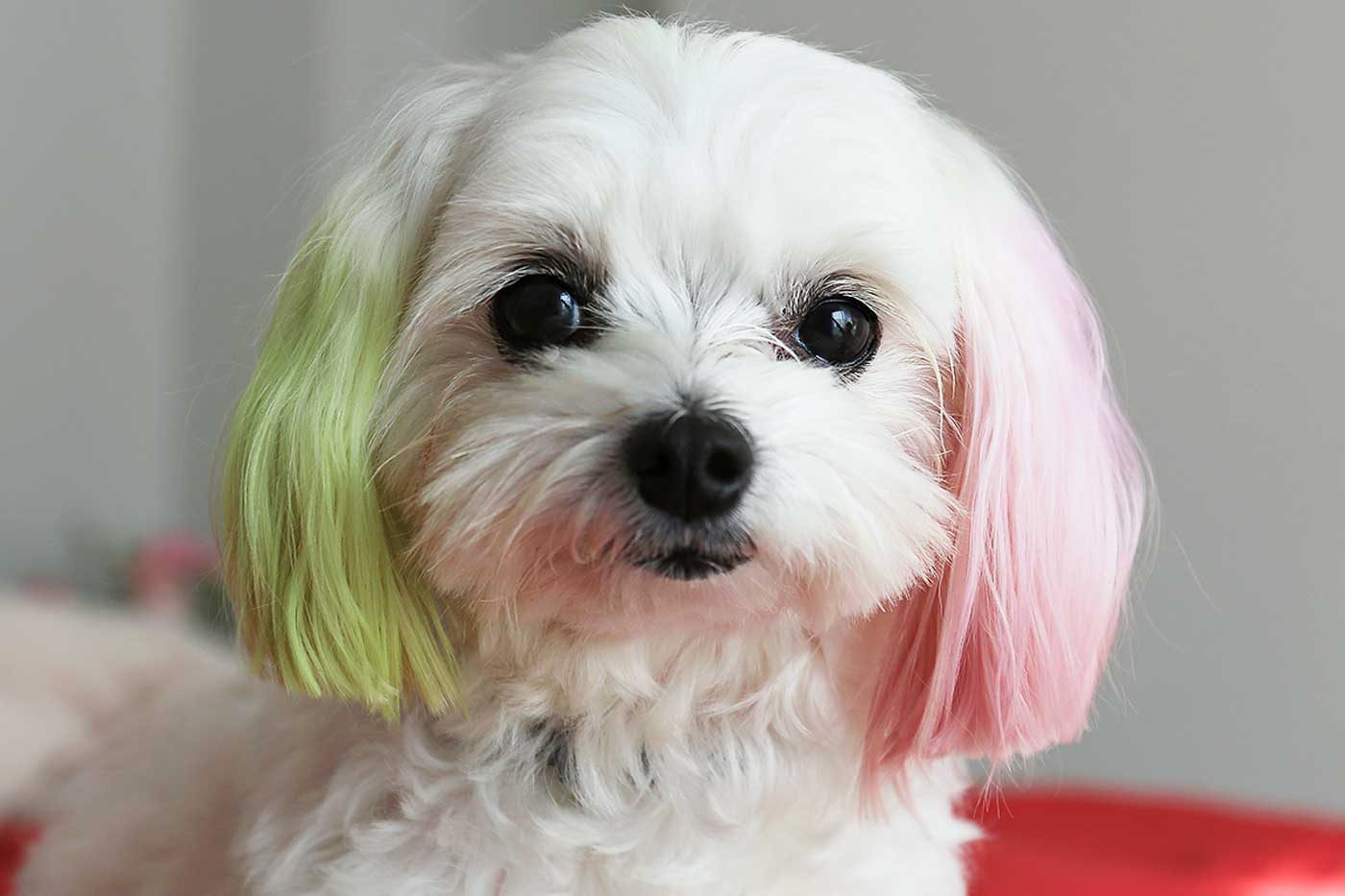 A dog with its ears dyed with green and pink.