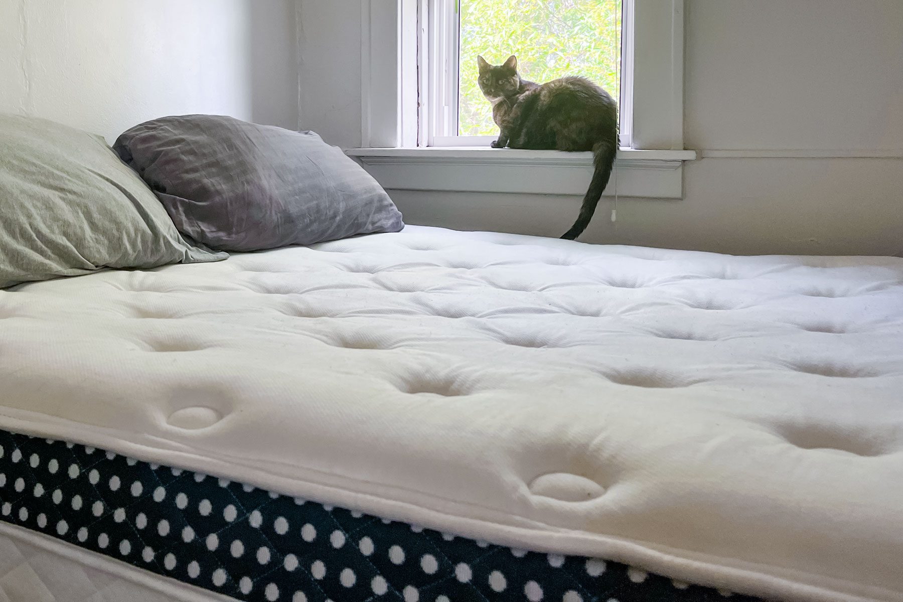 Cat sits on windowsill, gazing outside; a neatly made bed with two pillows is in the foreground.