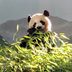 10 Things to Know About the Pandas at the National Zoo