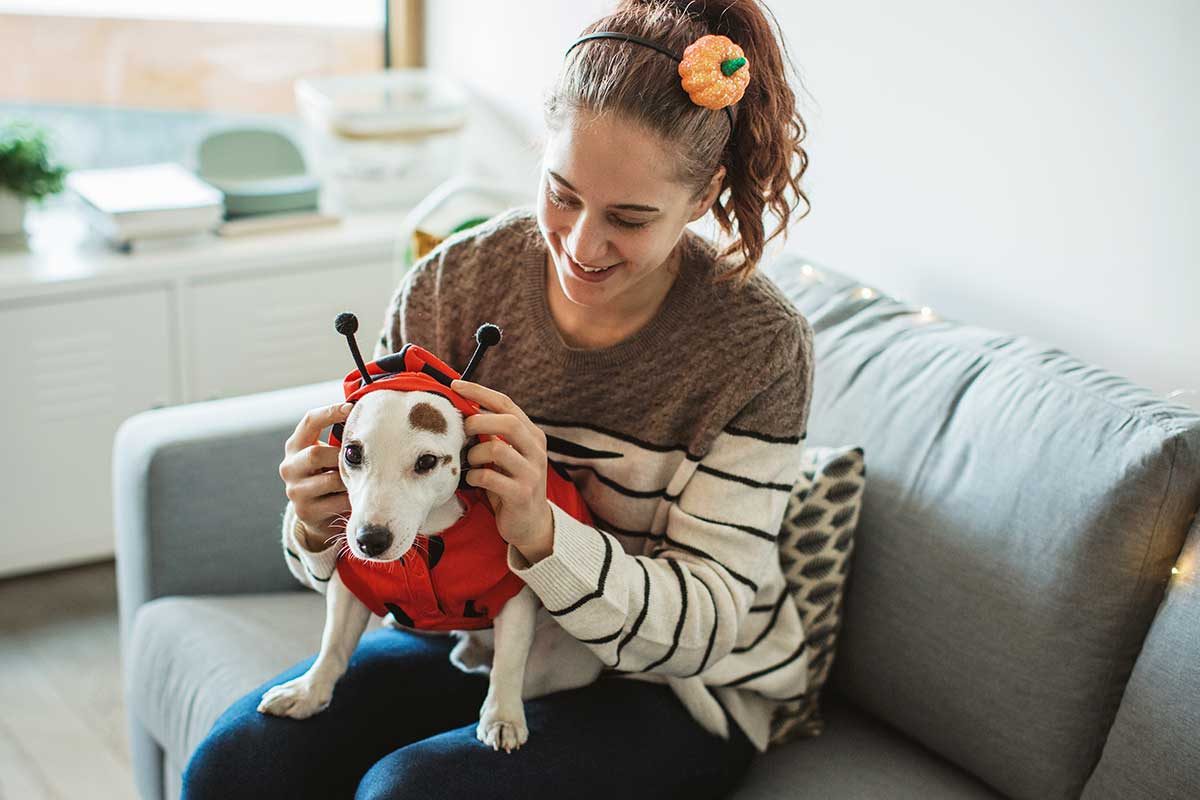 A woman dresses up her dog in a Halloween costume.