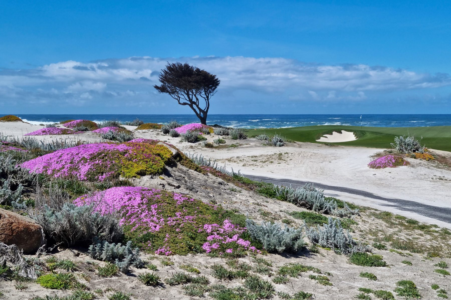 Colorful wildflowers blanket sandy dunes near a lone tree, with a golf course, ocean, and blue sky in the background.