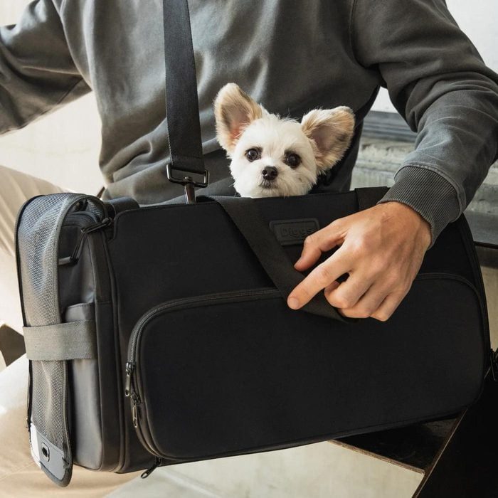 A small dog peeks from a black carrier bag, held by a person in a gray sweatshirt, sitting indoors.