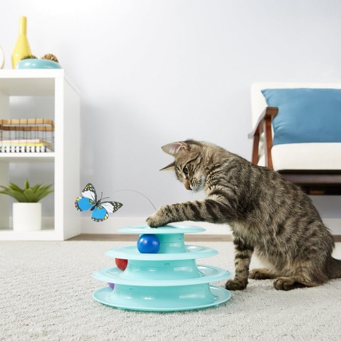 Cat plays with tiered ball toy while a butterfly on a wire hovers nearby; living room setting with white shelves and a chair.
