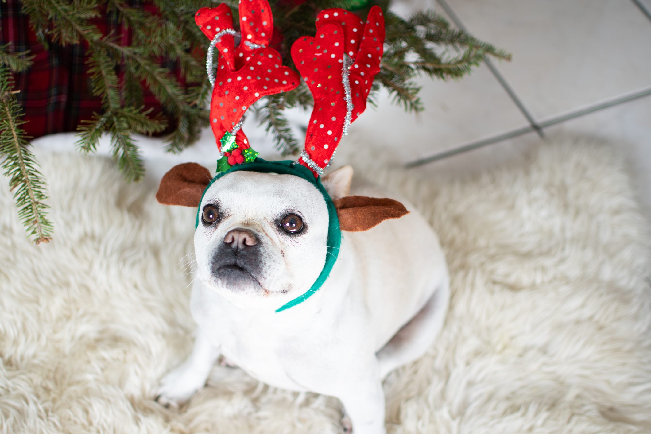 Cute white French bulldog wearing reindeer antlers sitting near the Christmas tree. Pets and Christmas concept