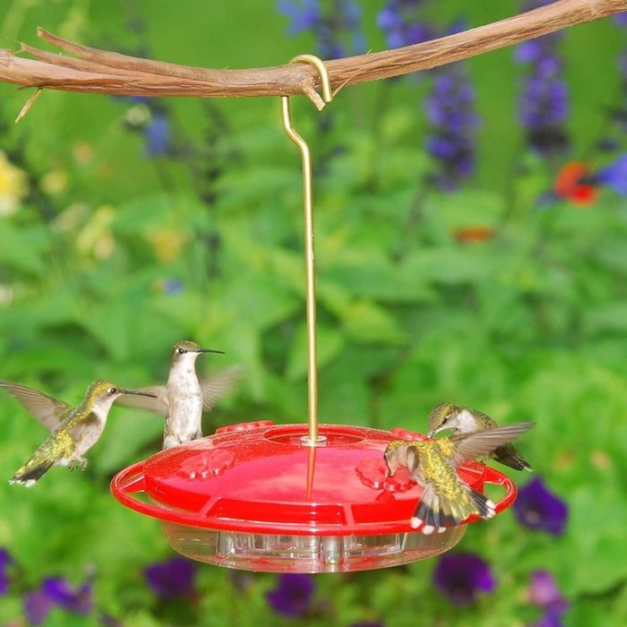Hummingbirds hover, feeding at a red bird feeder, surrounded by a blurred garden with colorful flowers.