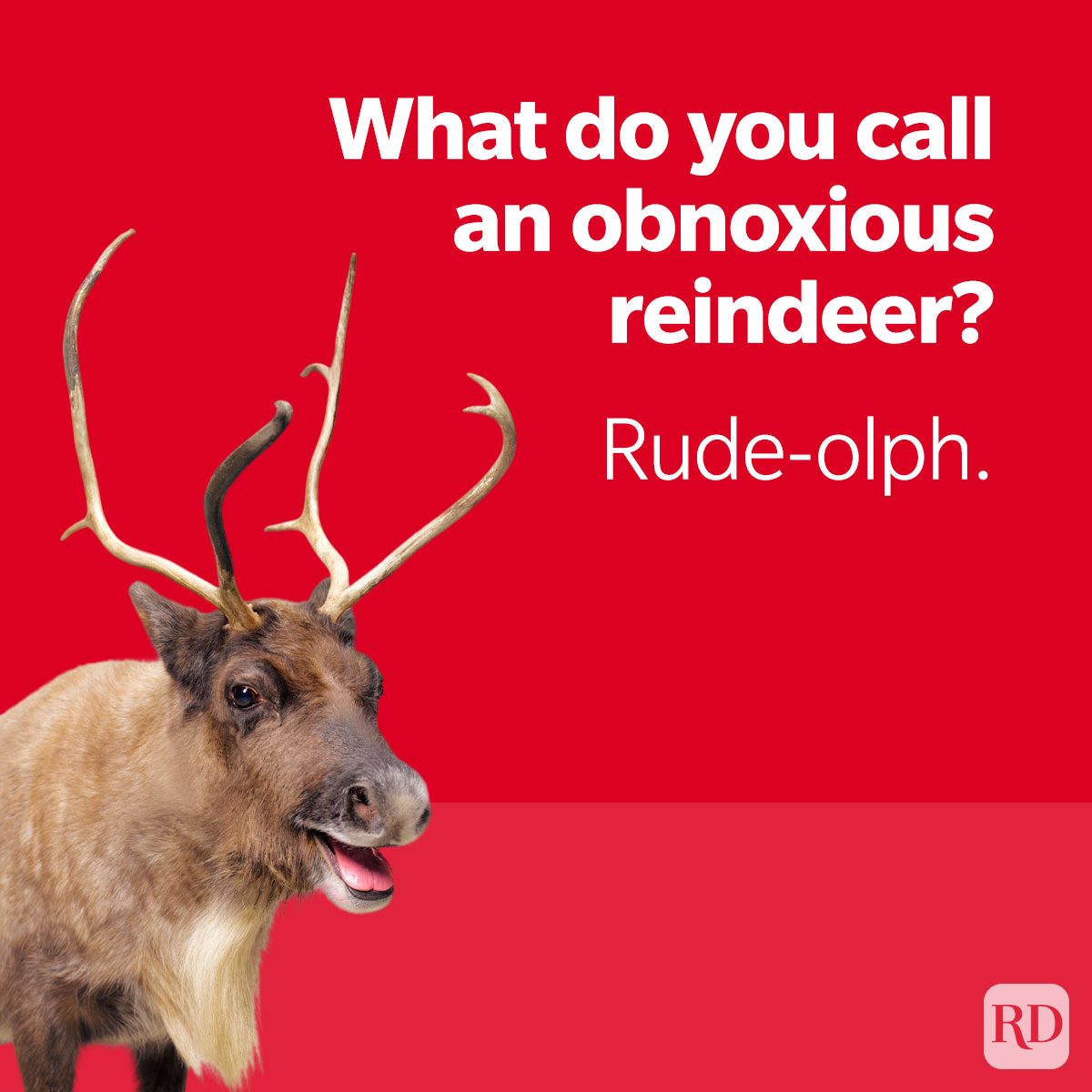 What do you call an obnoxious reindeer? Rude-olph. Reindeer pun.