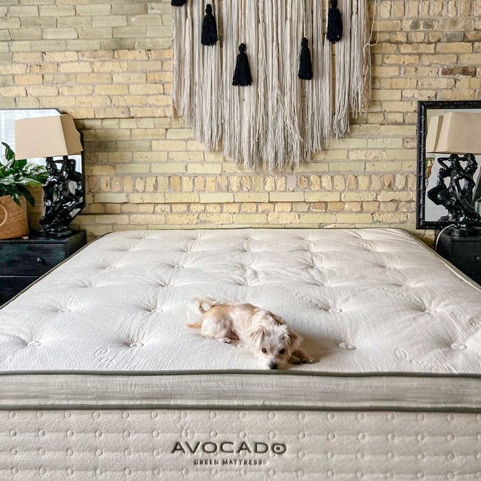 A small dog rests on a large mattress labeled 