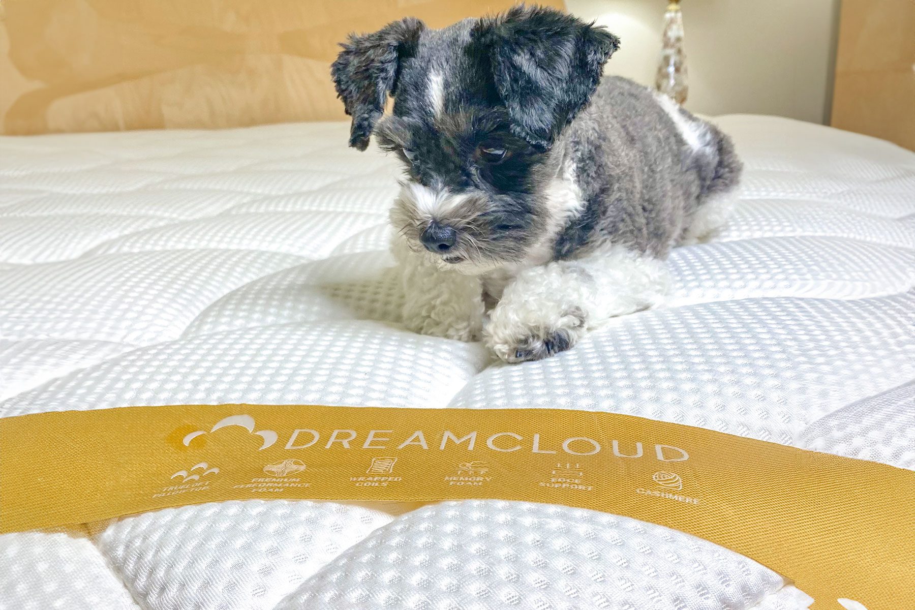 A small dog rests on a white, quilted mattress with a "DREAMCLOUD" label in a cozy, softly lit room.