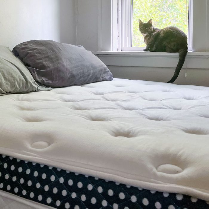 Cat sitting by a window, gazing outside; adjacent to a neatly made bed with pillows in a quiet, sunlit room.