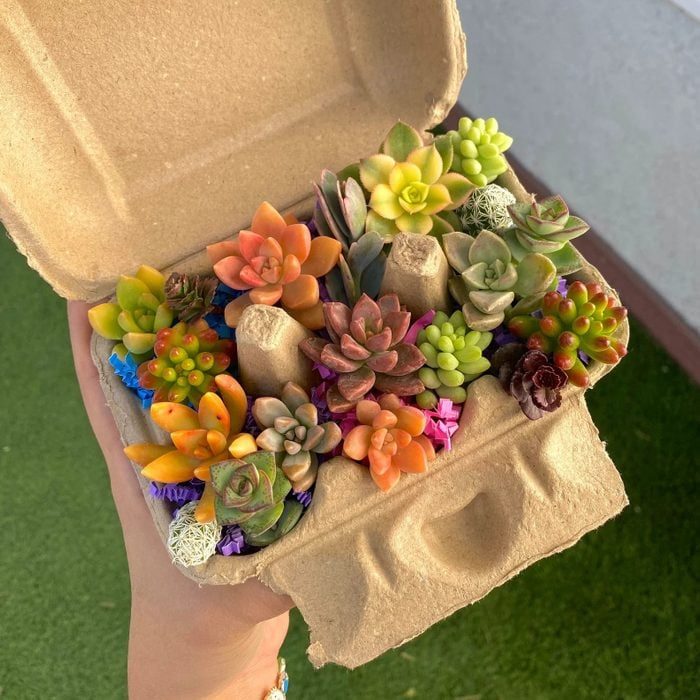 Succulents arranged in an open egg carton, displaying vibrant colors, held in a hand against a background of green grass and concrete.