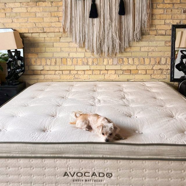 A small dog rests on a large mattress in a cozy bedroom with brick walls and decorative tassels hanging above. Text: 