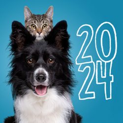 Cat sits behind a black and white dog, both facing forward. 