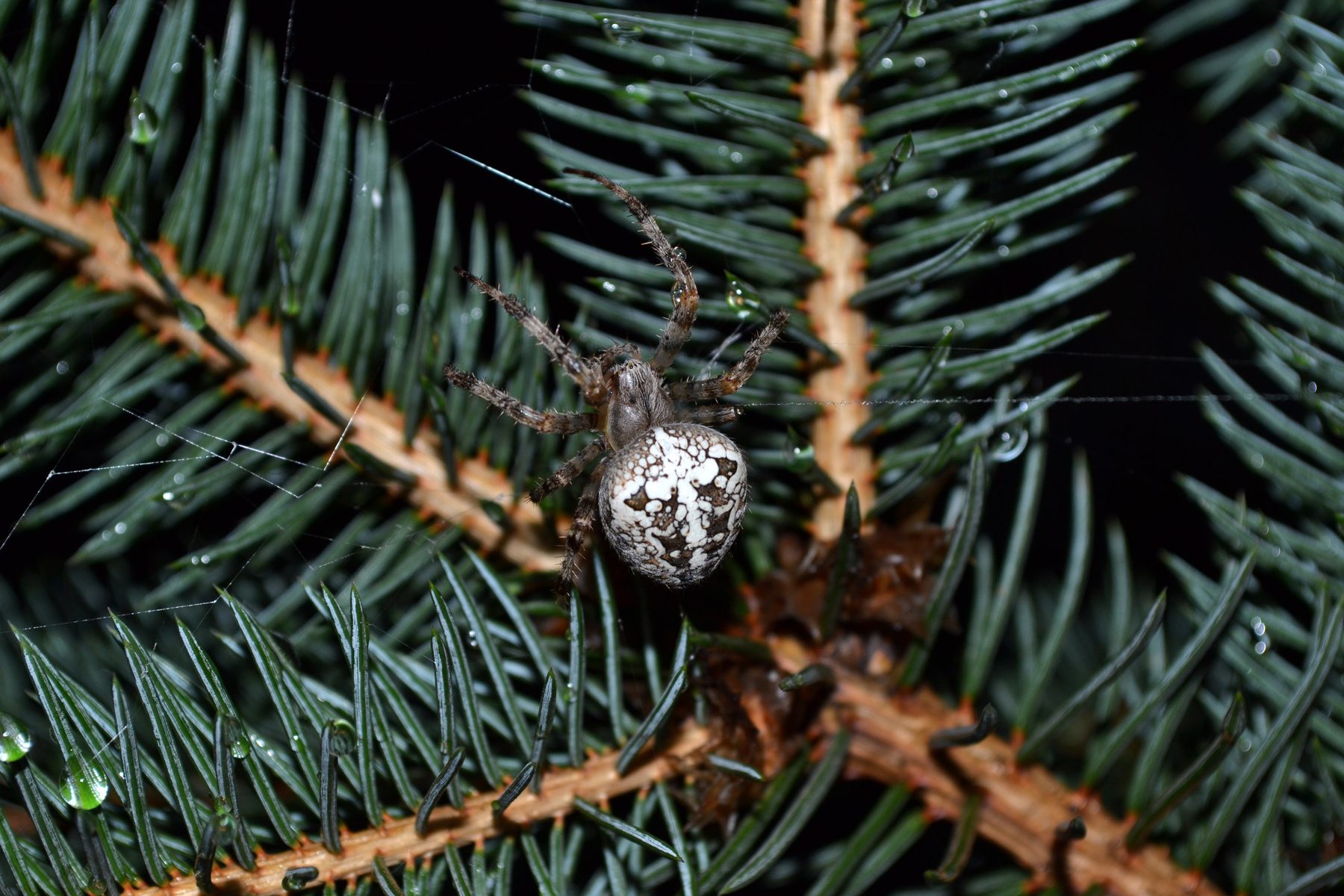 What's A Christmas Spider