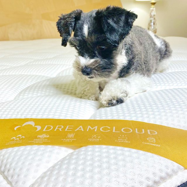 Puppy resting calmly, sitting on a textured white mattress. Yellow label reads 