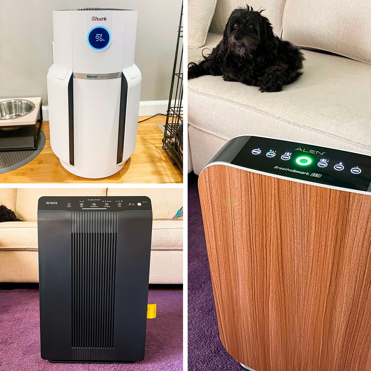 The Best Air Purifiers To Eliminate Dander and Allergens, Tested by Pet Owners