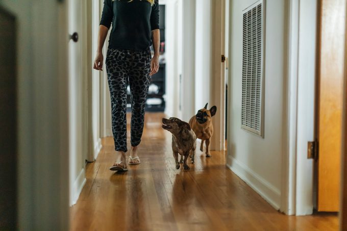 Dogs following woman in a home hallway