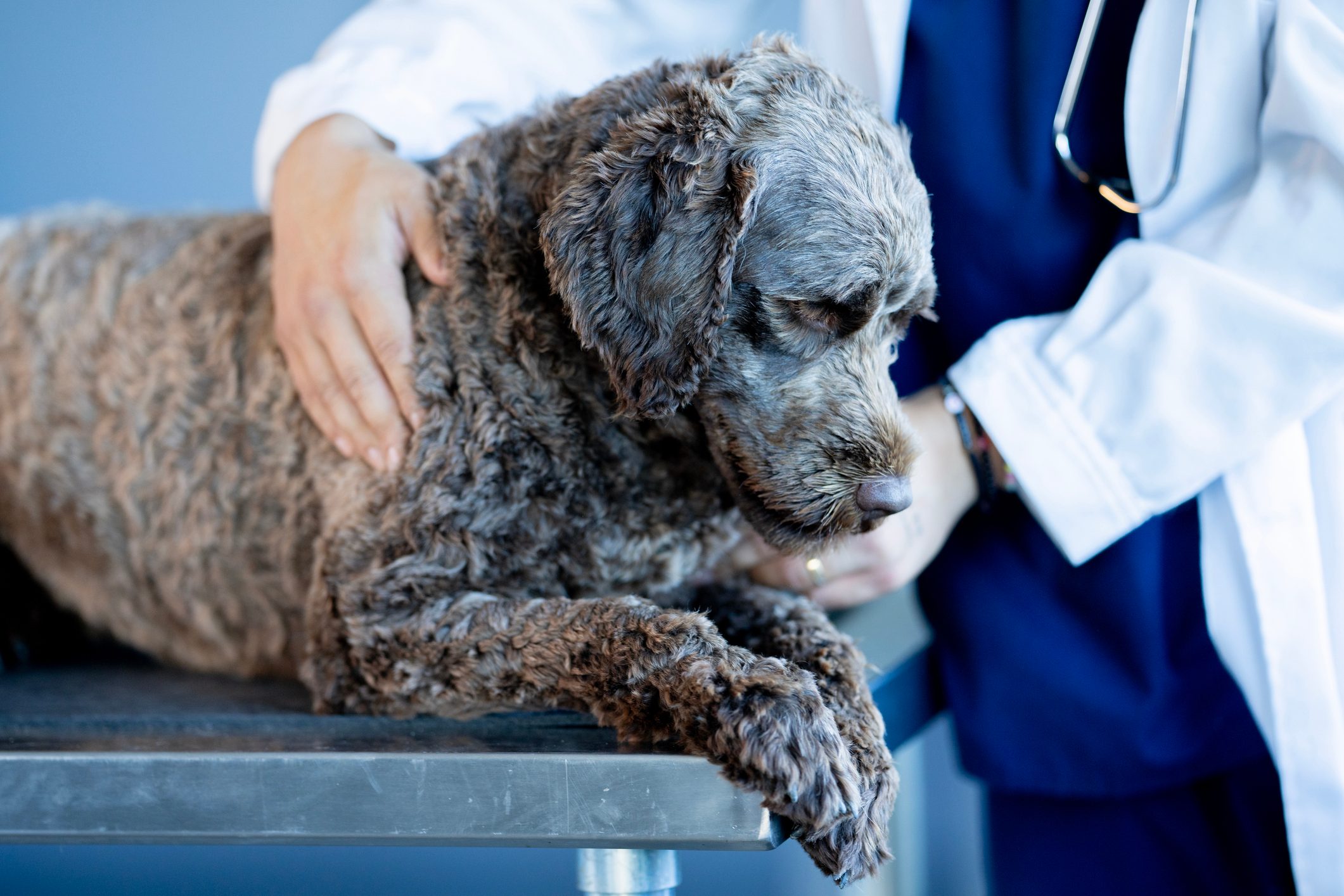 A veterinarian places his hands on a young Portuguese Waterdog to during a routine check-up on an exam table