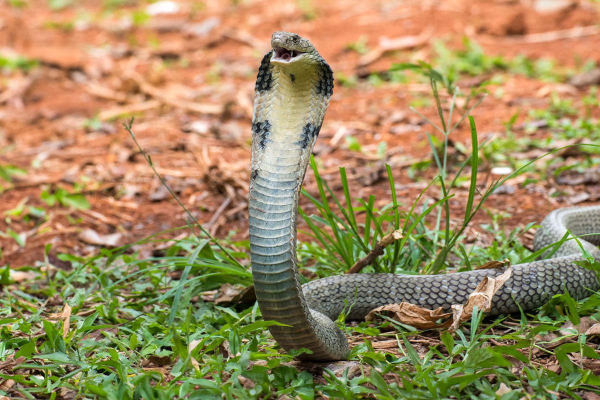 Angry King Cobra In Attack Position