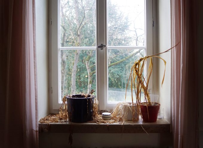 dried, shriveled plants on a windowsill with a winter scene outside