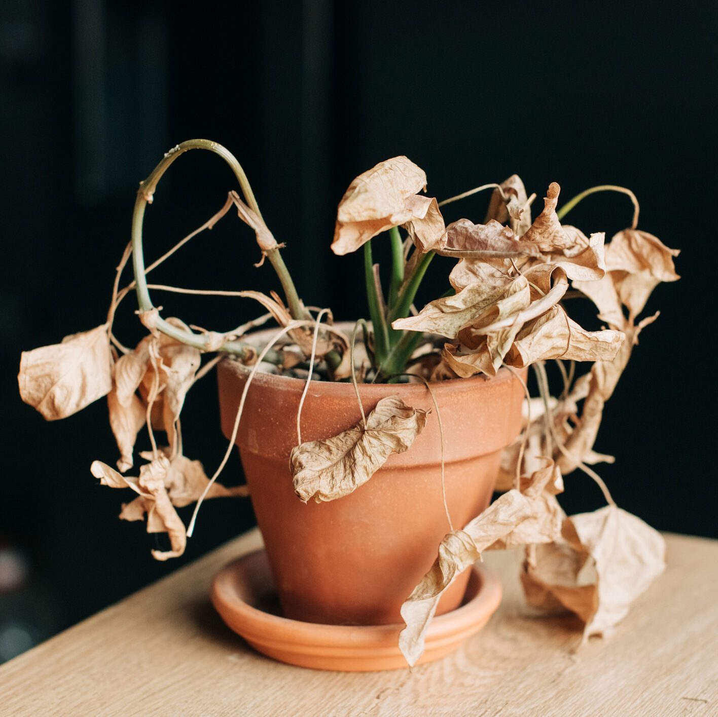 Here’s the No. 1 Reason Your Houseplants Are Dying Right Now—And What You Can Do About It
