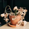Dead houseplant in a small terracotta pot