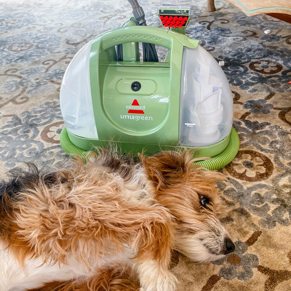 bissell little green machine with a dog laying on the floor in front of it