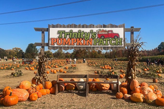 A pumpkin patch with a variety of pumpkins scattered on the ground. A wooden sign above reads "Trinity's Pumpkin Patch" with a red tractor illustration. Corn stalks flank the sign, and people explore the area under a clear blue sky.