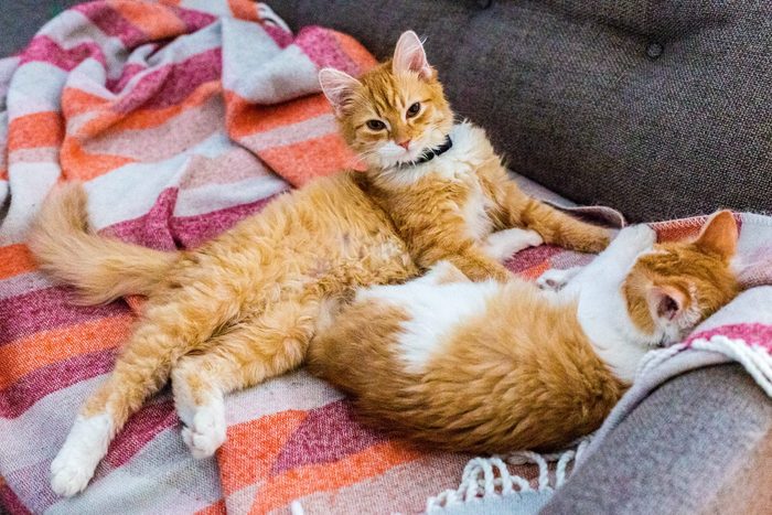 Turkish van kittens