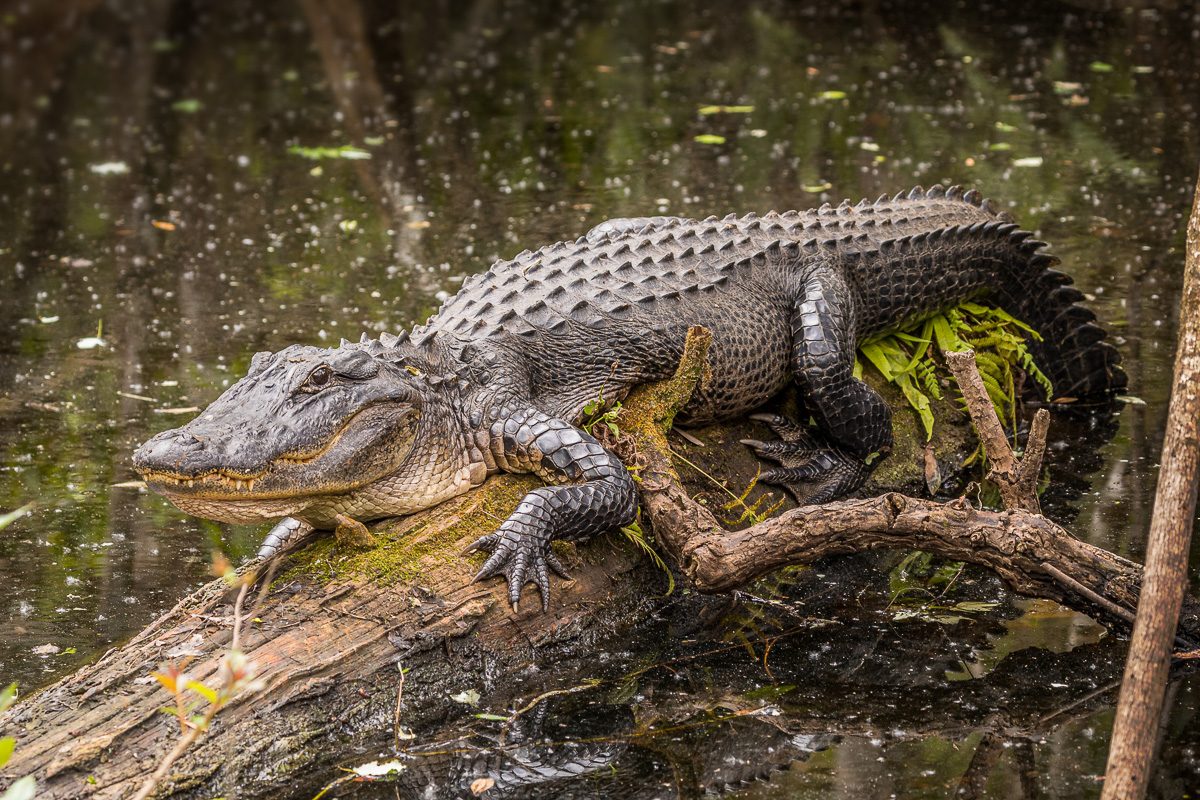 American alligator in a swamp