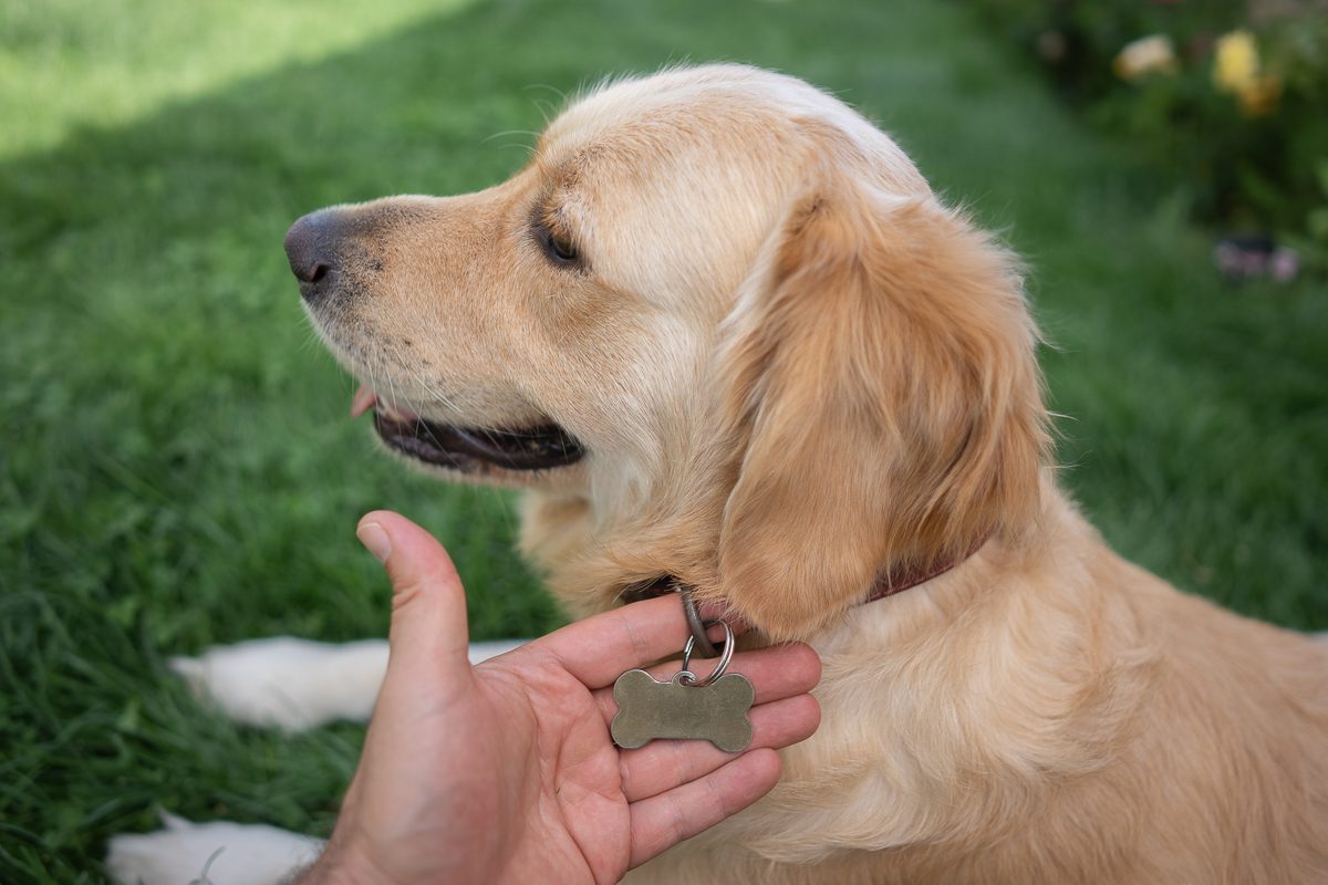 person holding dog's name tag