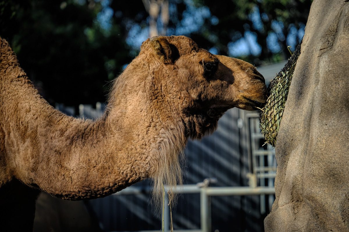 camel at safari park in San Diego