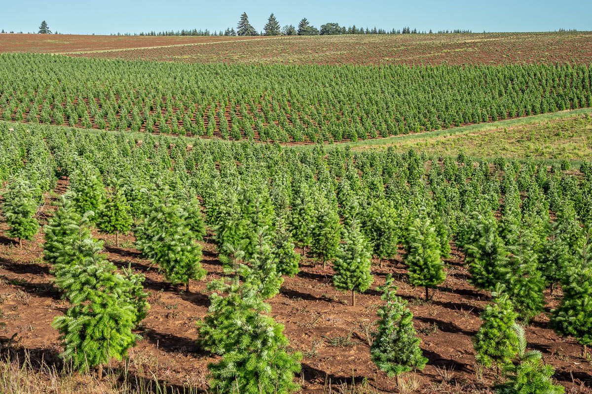 christmas tree farm in Oregon