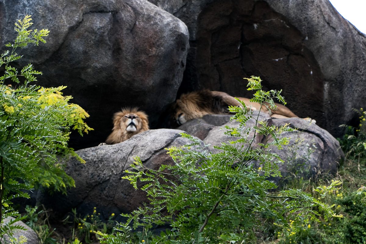 lions at Henry Doorly Zoo