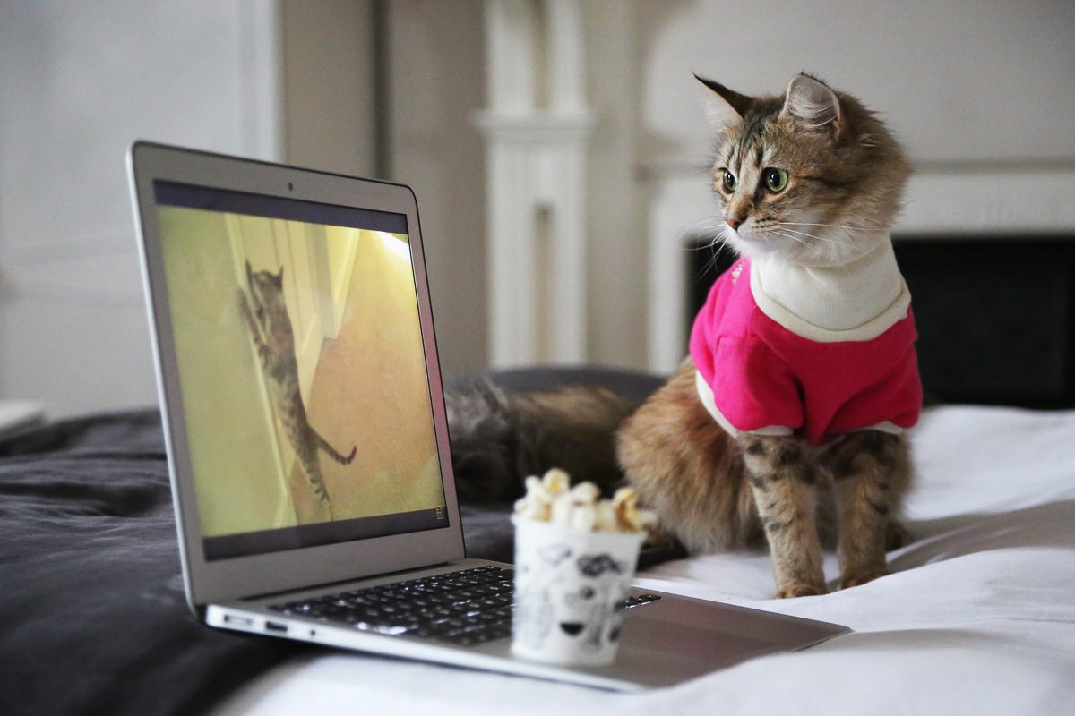 cat looking at laptop with video playing