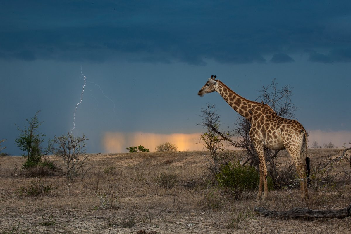 giraffe watching a thunderstorm