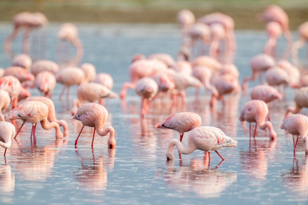 flamingos feeding