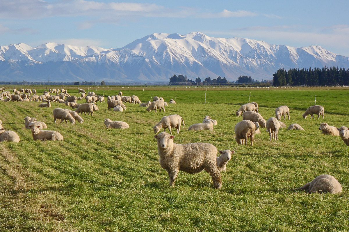 sheep on a field in New Zealand