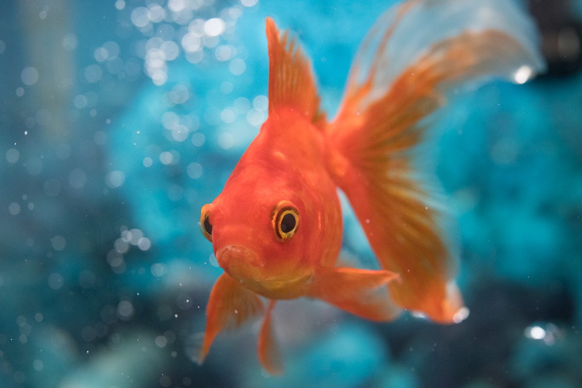 pet goldfish in house tank