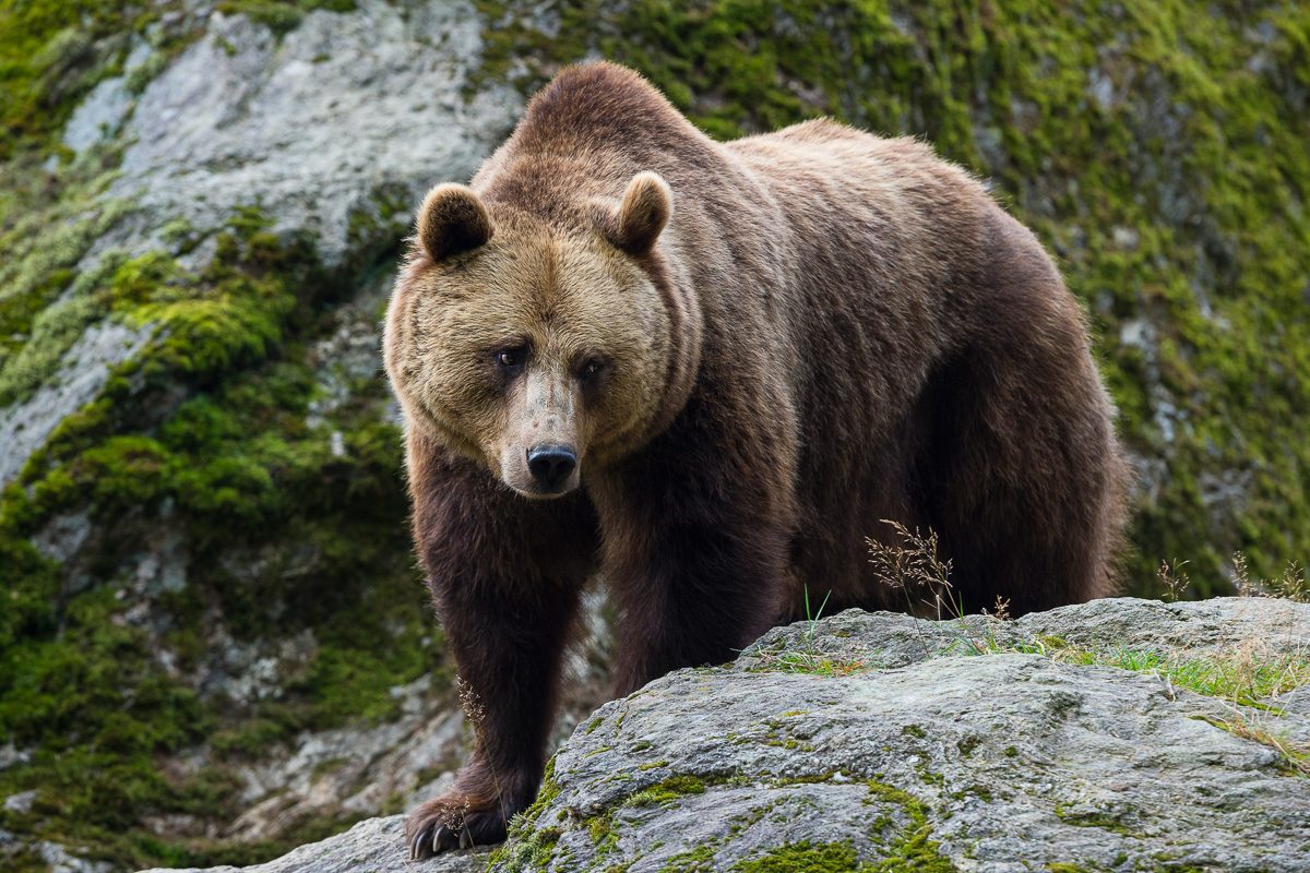 brown bear in wilderness