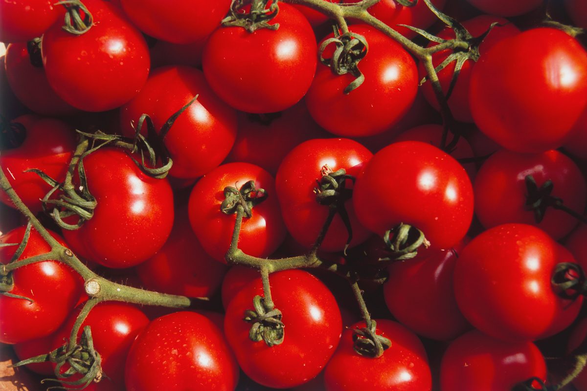 ripe tomatoes
