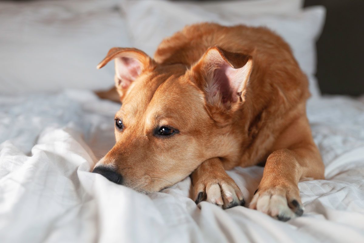 Bored Mixed Breed Red Dog Napping On The Bed