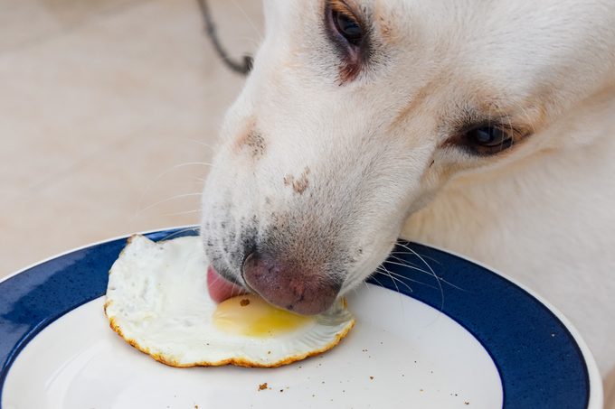 dog eating egg from a plate