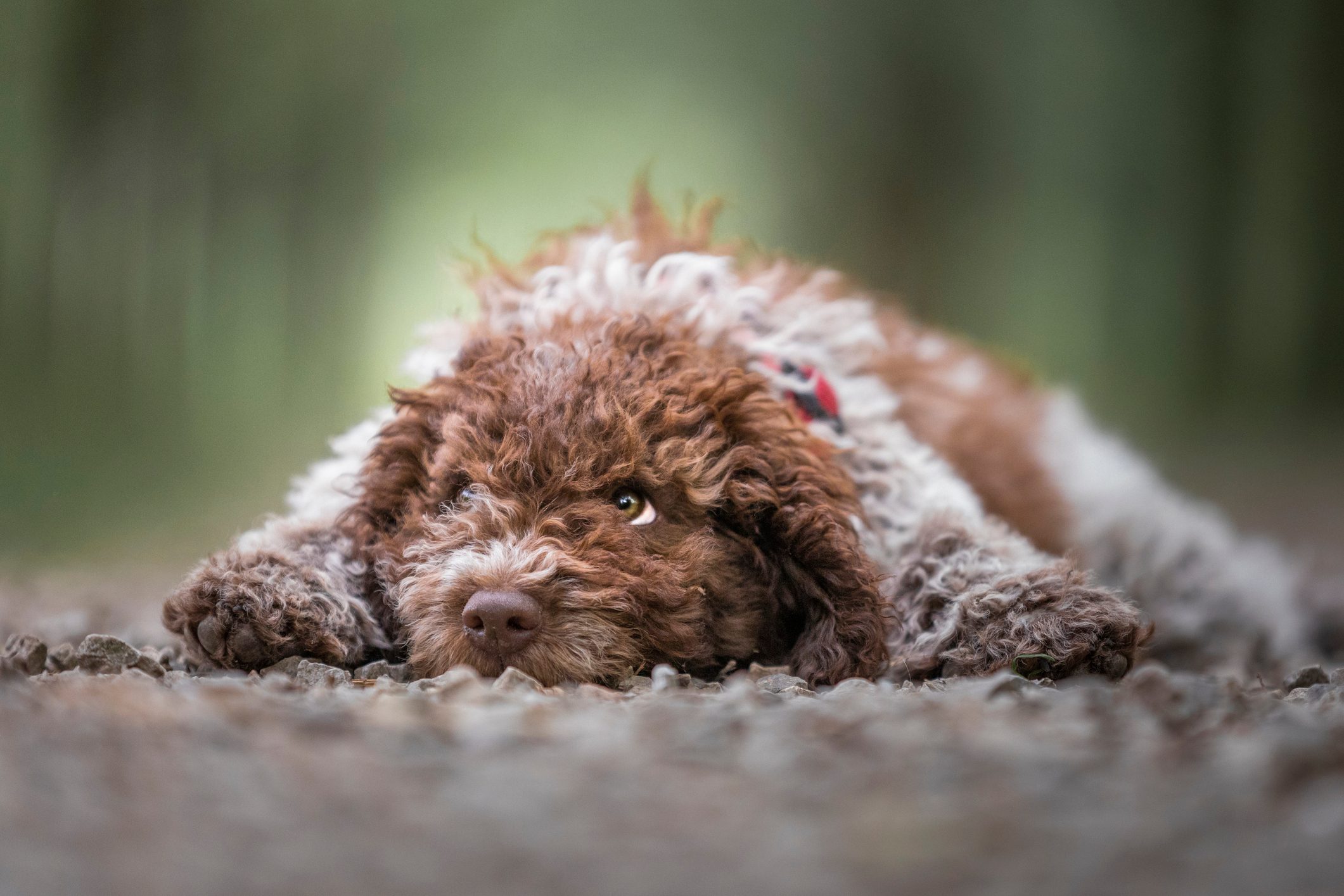 Lagotto Romagnolo dog breed lying on a footpath