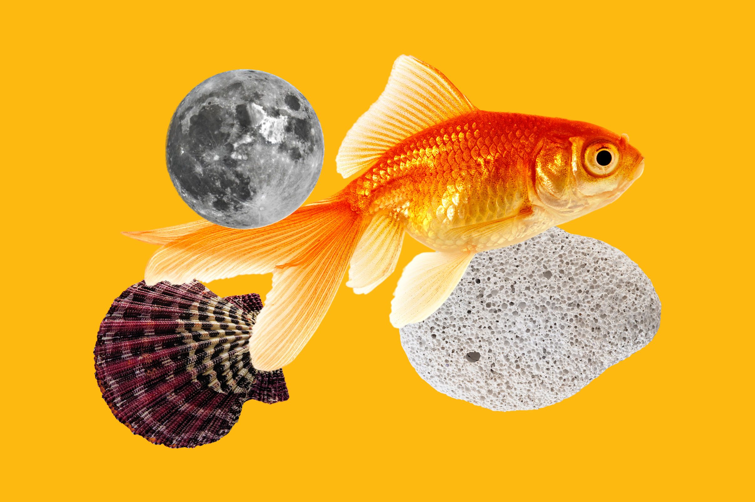 Hard Science Trivia Collage