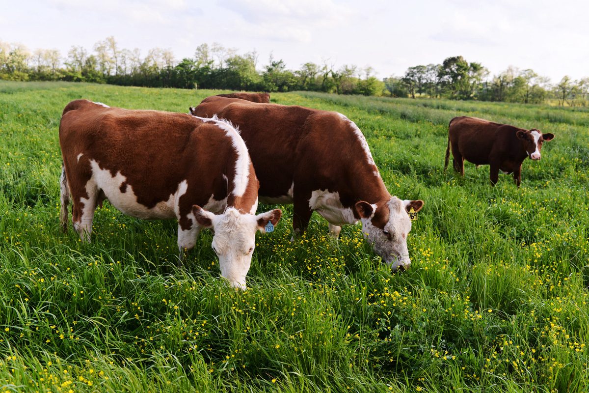 cattle grazing in a lush green pasture