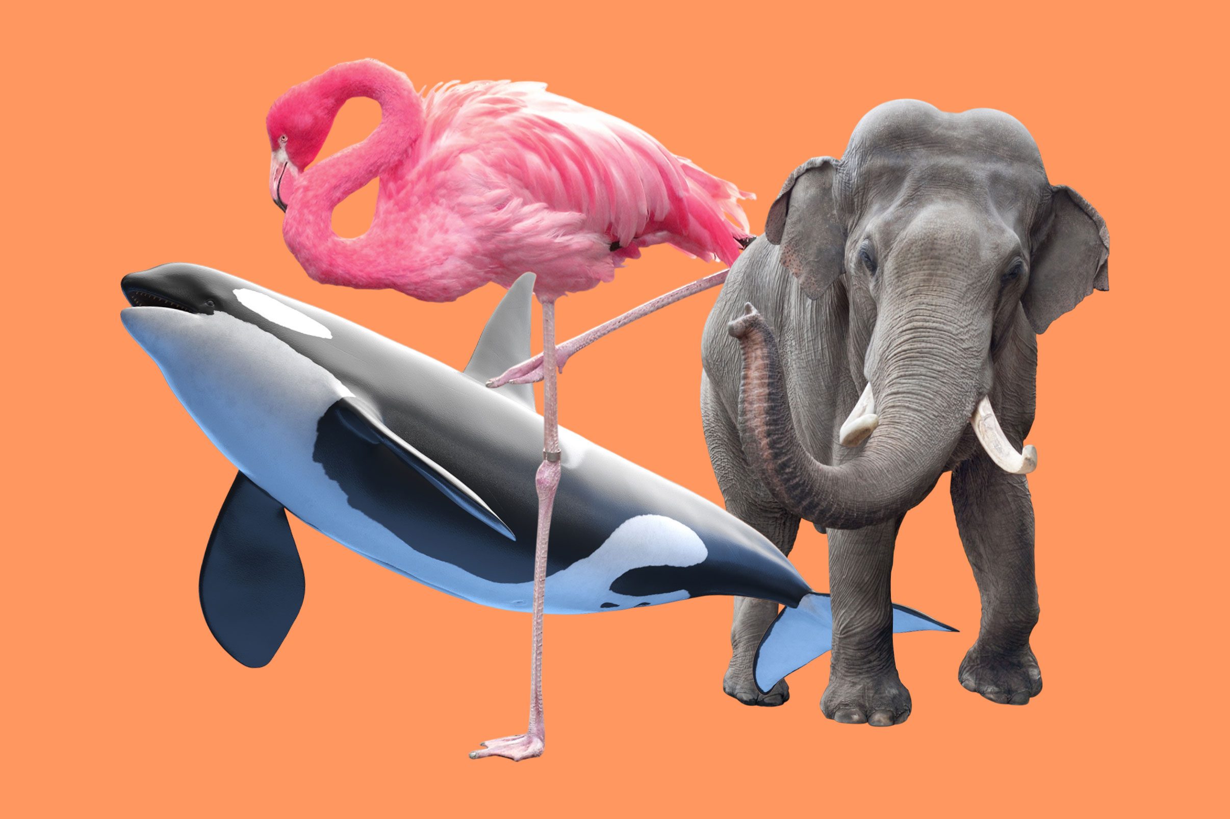 Science Trivia Questions About Animals Collage