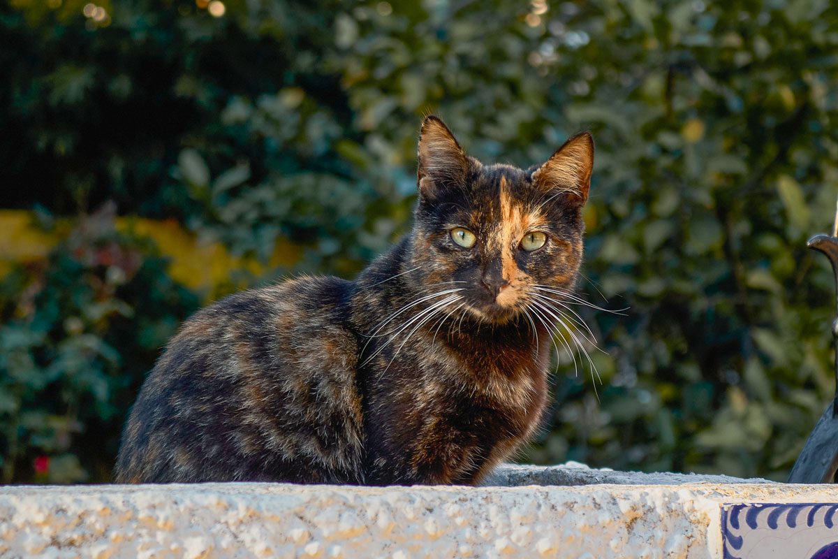 These Are The 12 Rarest Cat Colors And Patterns Gettyimages 1249134216