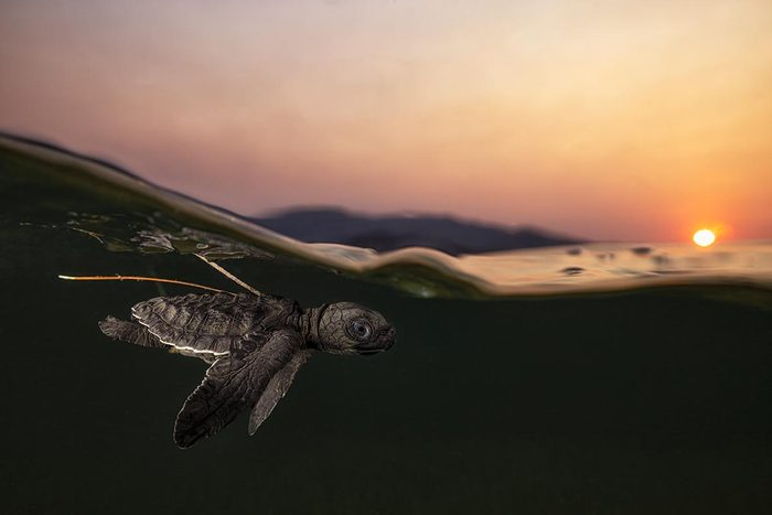 Baby sea turtle swimming just beneath the surface at sunrise