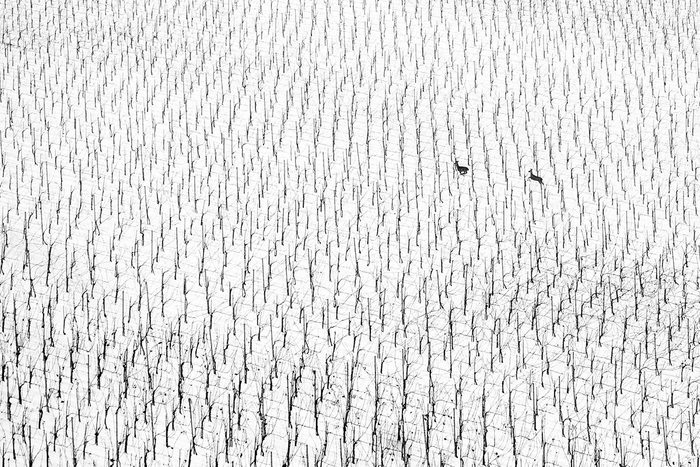 Deer In Vineyard in snow